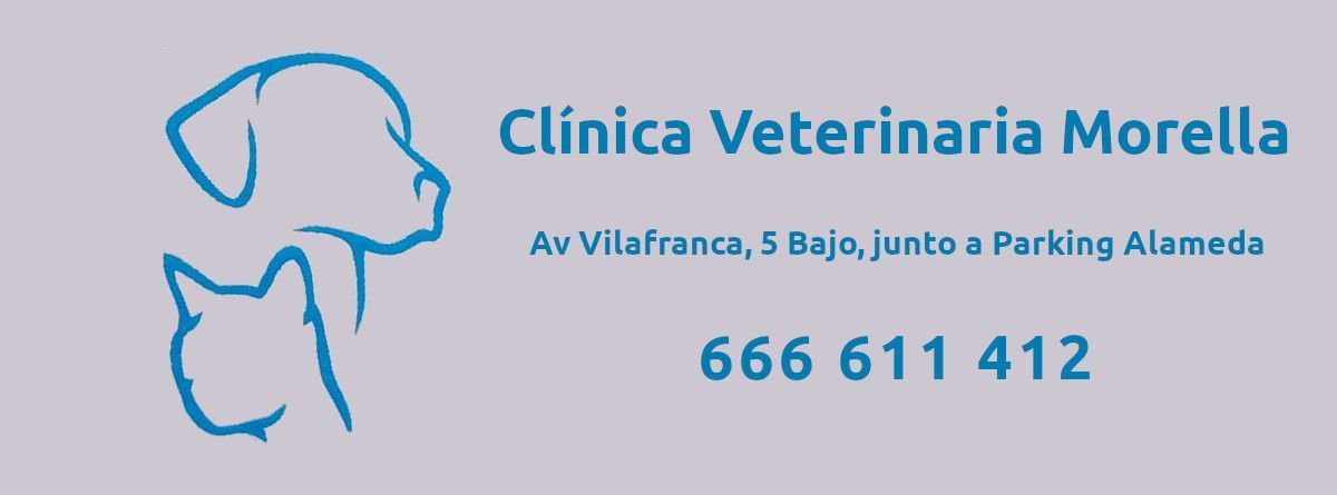 Clínica Veterinaria Morella - Clínica Veterinaria de confianza en Els Ports, Maestrat , Matarranya y Bajo Aragón